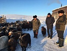 В Туве зимовка скота проходит в стабильном режиме 